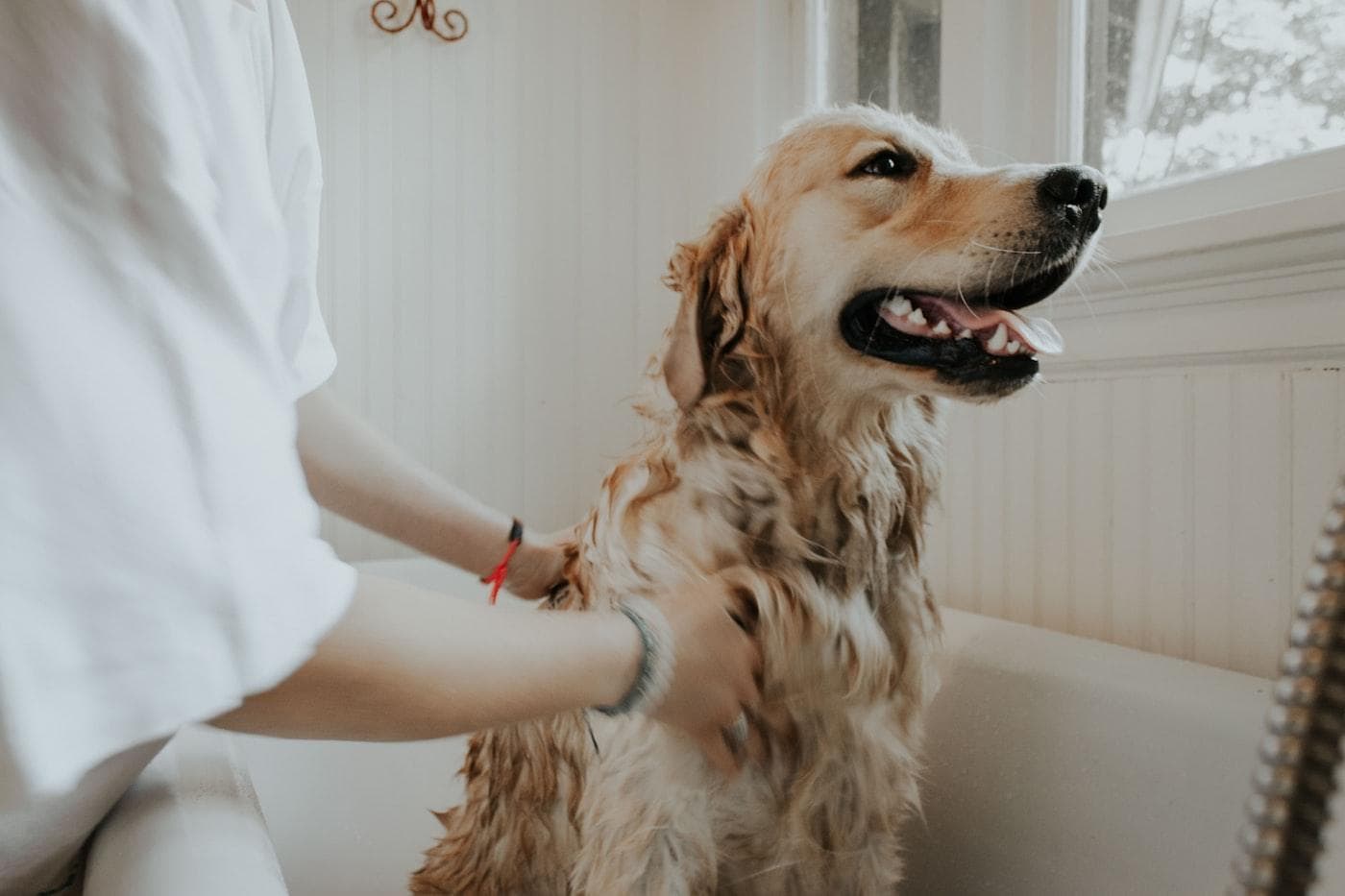 Dog being gently groomed at a pet-care salon